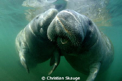 Manatee Love in Crystal Springs. Cute and cuddly animals! by Christian Skauge 